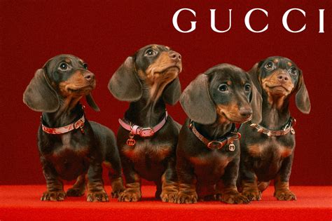 gucci pet mannen|Gucci pets.